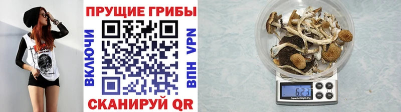 блэк спрут как зайти  Лениногорск  Псилоцибиновые грибы GOLDEN TEACHER 